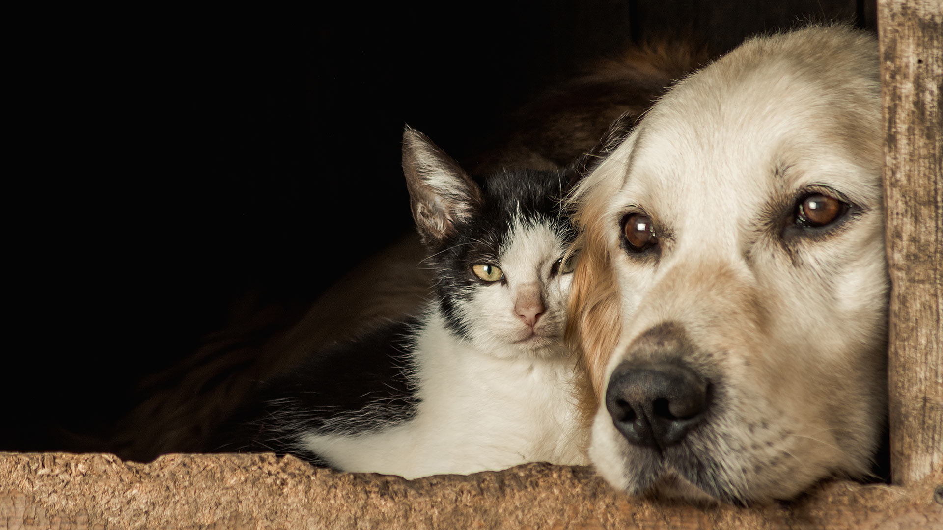 Gemeinsam stark: Wie Futterlieferungen Hoffnung in Tierheime bringen