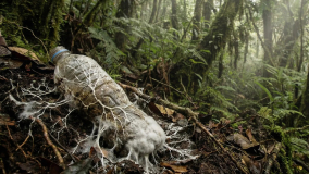 Ein Pilz aus dem Amazonas: Die Hoffnung im Kampf gegen Plastikmüll